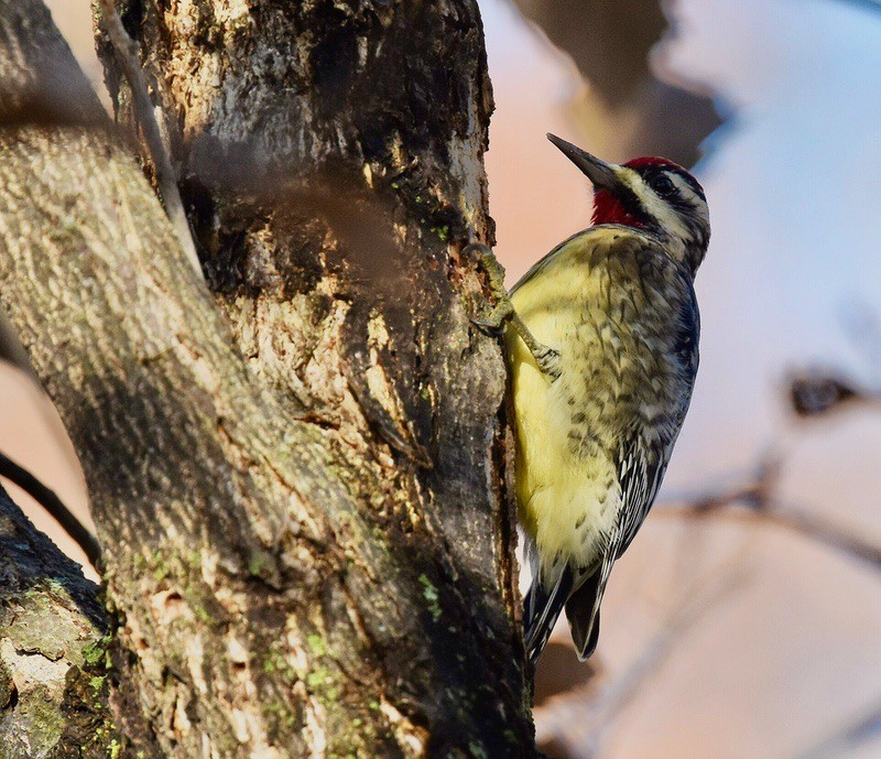 Yellow-bellied Sapsucker with very yellow belly Andy Reago and Chrissy McClarren is licensed under CC BY 2.0.